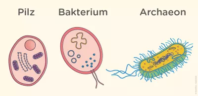 Darstellung der Mikroorganismen im Mikrobiom: Pilze, Bakterien, Archaeen