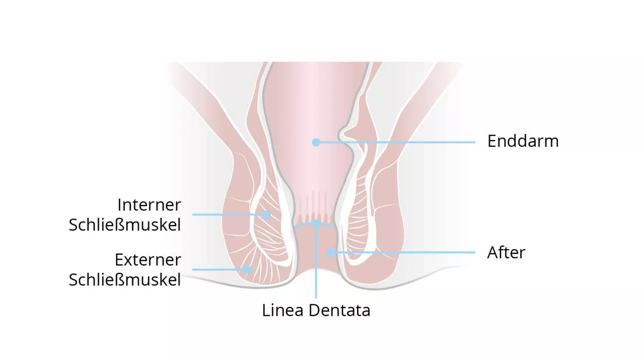 Darstellung der Analregion