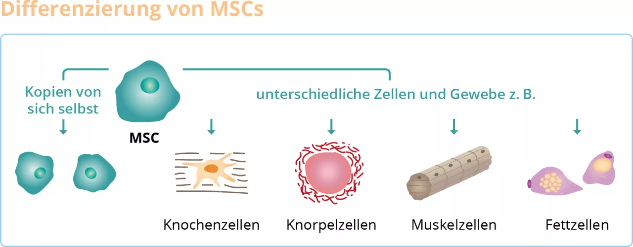 MSC Stammzellen