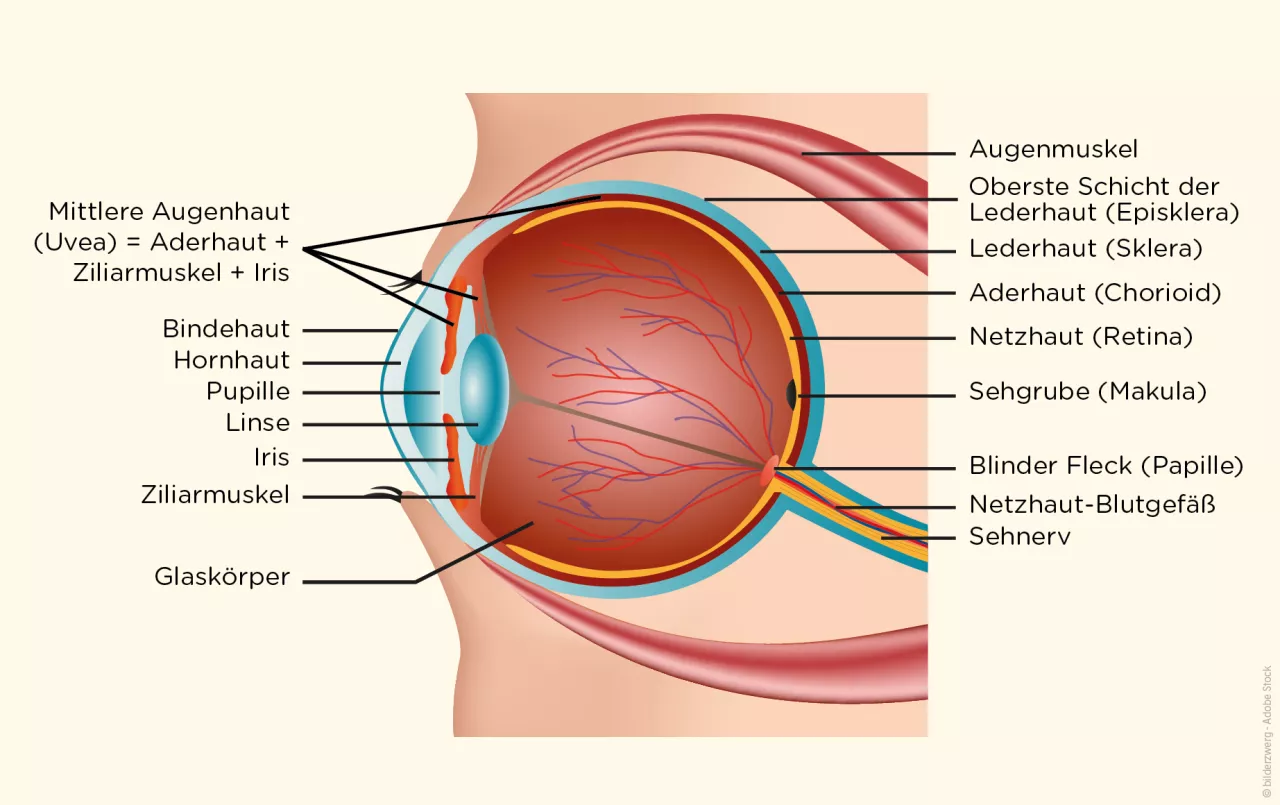 Abbildung: Aufbau des Auges 