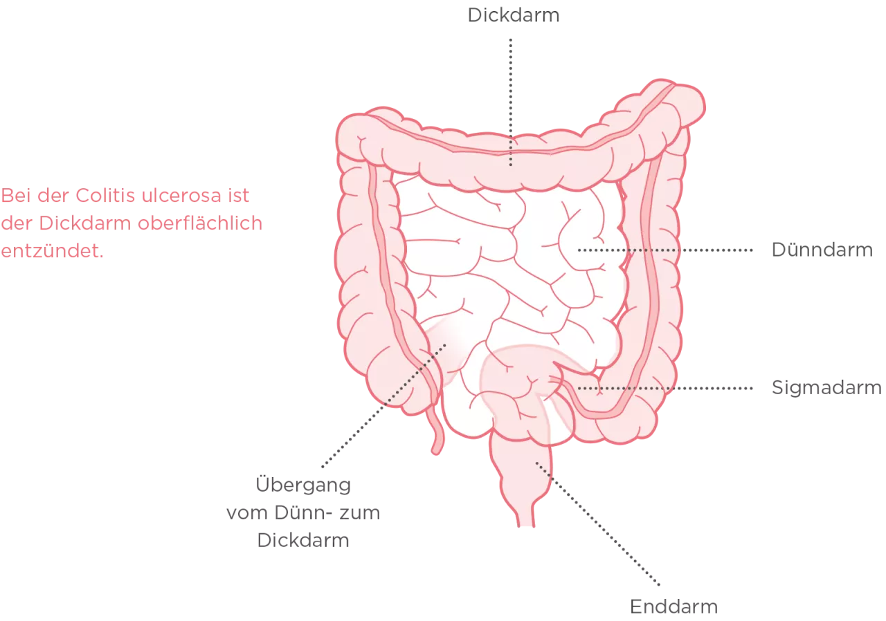 schematische Darstellung des Darmtrakts