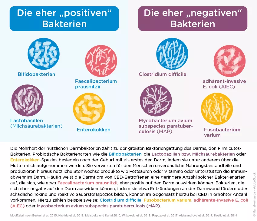 Darmbakterien und CED Erkrankung